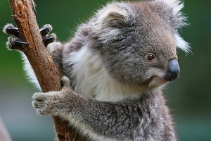 Melbourne Zoo